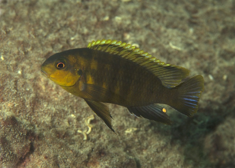 Tropheops sp. 'dark' Yofu Bay
